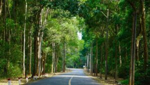 Bình châu phước bửu